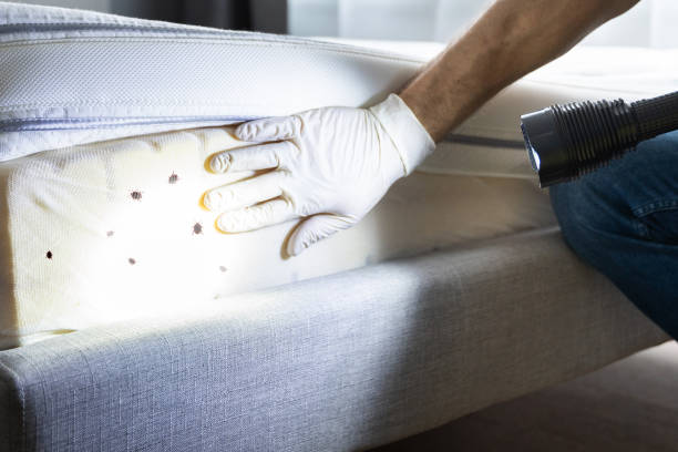 Best Emergency Pest Control  in Snyder, TX