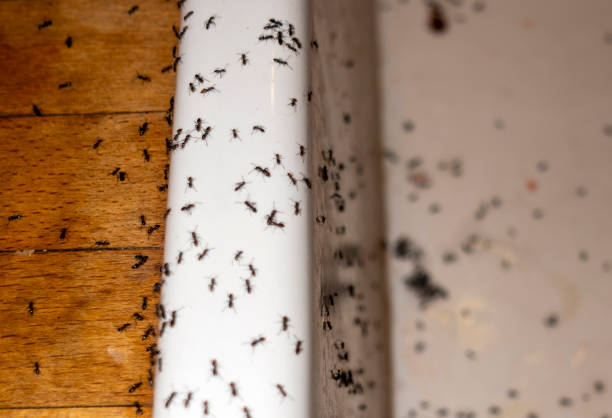 Best Mosquito Control Services  in Snyder, TX